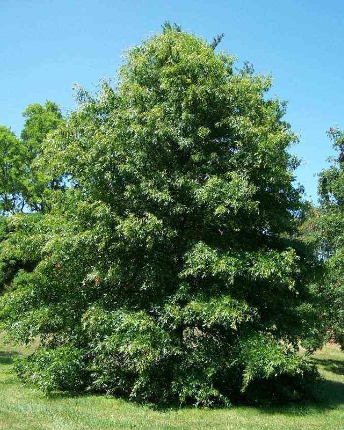 Marsh Oak 