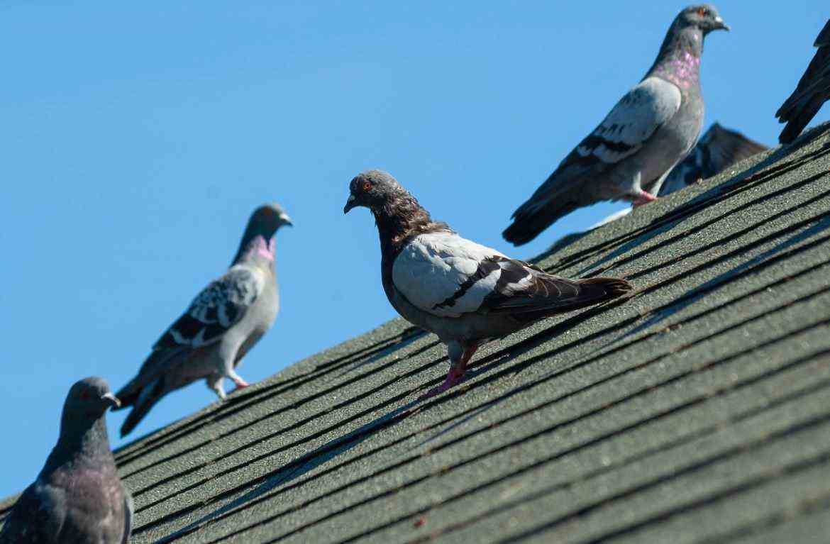 Pigeons On The Roof
