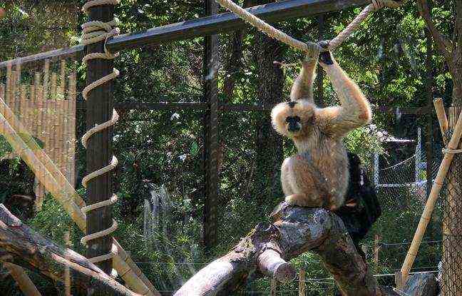 A family of gibbons has been installed in one of the huge aviaries in the park of the Golden Head. 