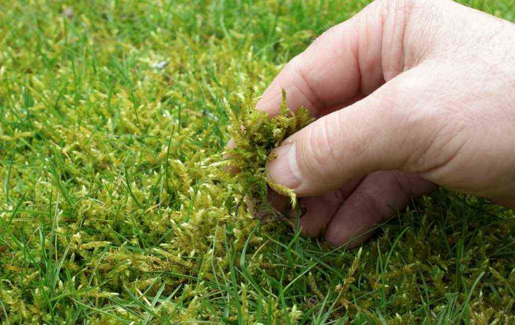 Remove Moss From Lawns