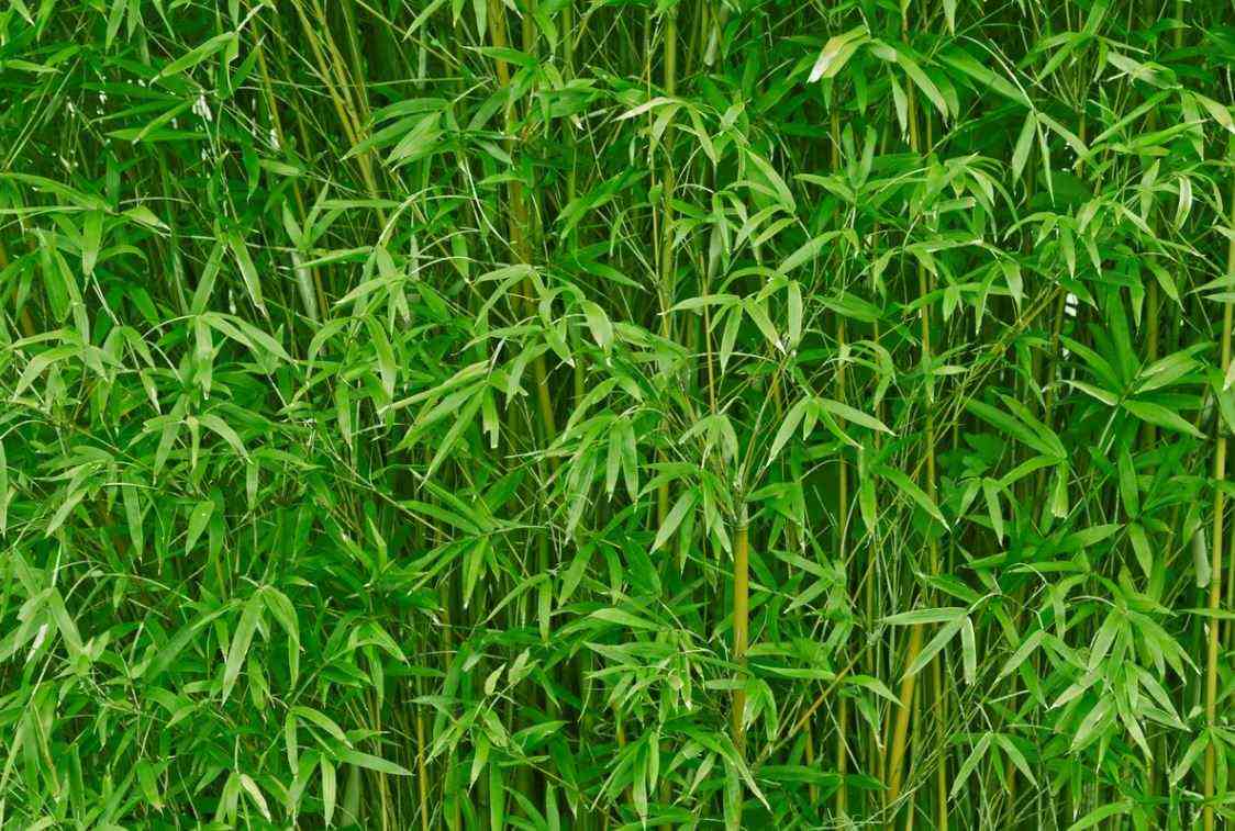 Invasive Bamboo