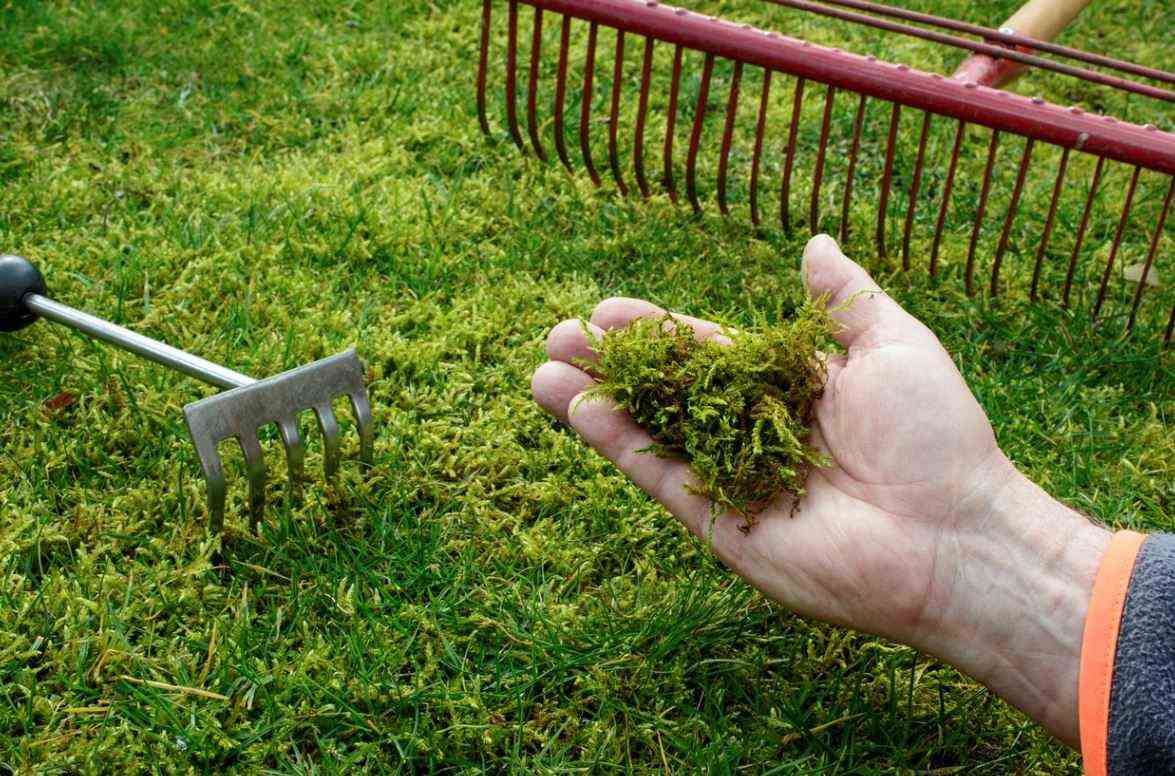 Remove Moss From The Grass