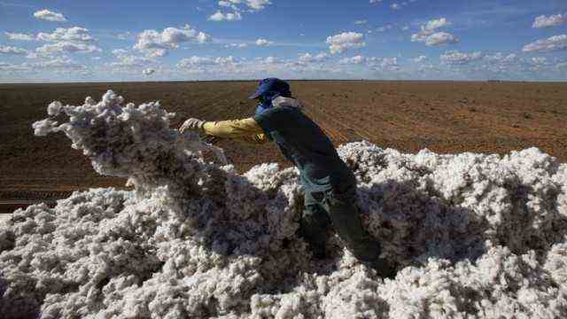 Cotton harvest in Bahia