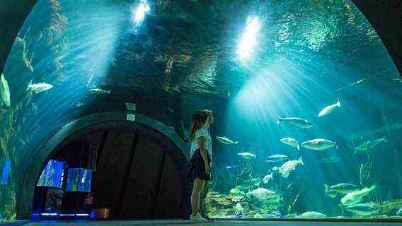 Two children stand in an aqua tunnel in the Ozeaneum Stralsund and watch fish.  © Ozeaneum Stralsund / TMV Photo: Susanne Krauss
