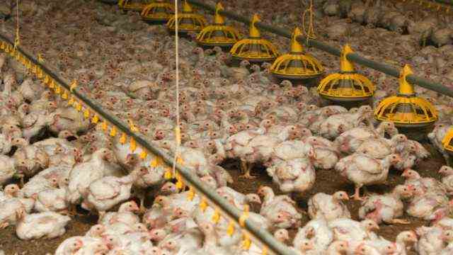 Factory farming chickens
