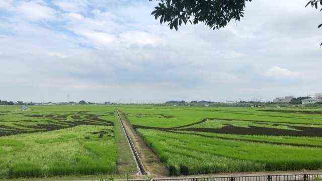 Rice field art in Japan