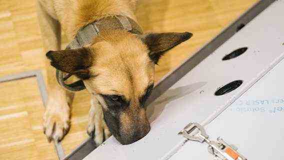 A dog sniffs a training machine for corona sniffer dogs.  © Picture Alliance-dpa Photo: Ole Spata