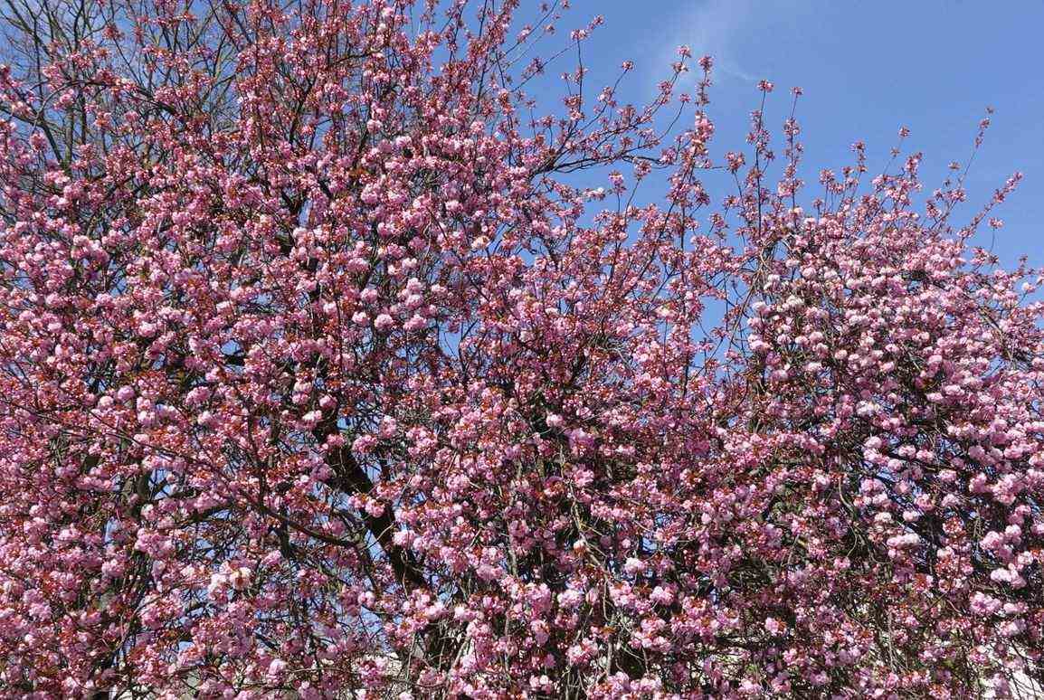 Japan cherry tree