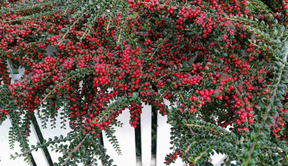 6. Cotoneaster