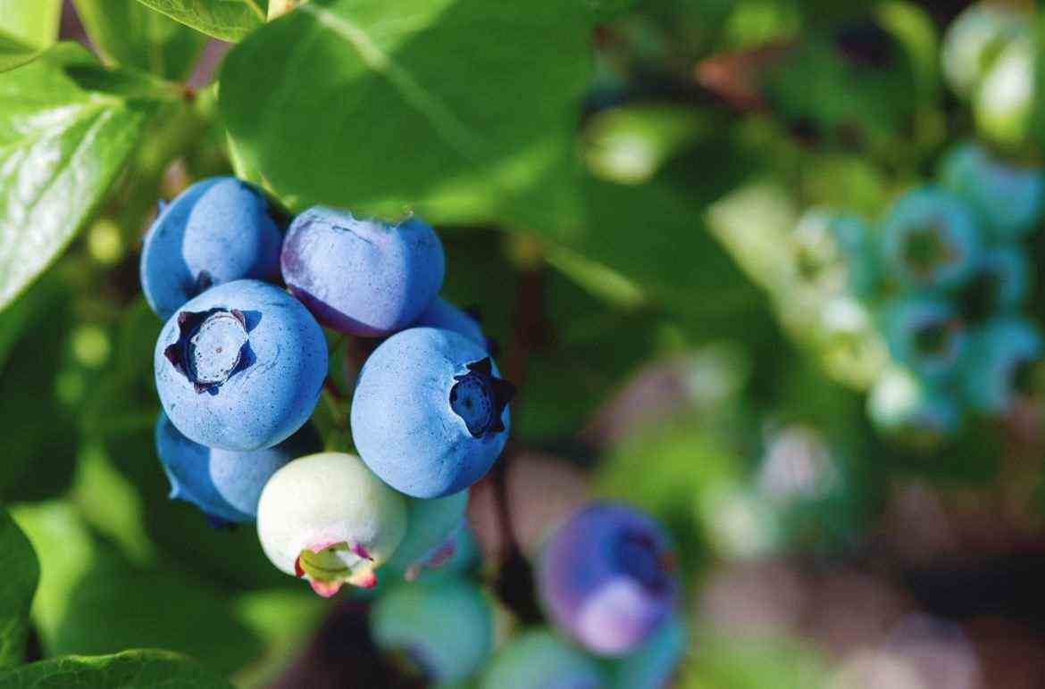 3. Blueberry