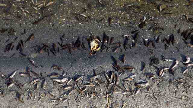 Dead fish on the shores of Murcia's Mar Menor