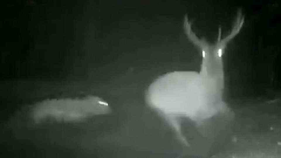 A wolf hunted a red deer in the Netherlands.  A game camera records the struggle for survival.