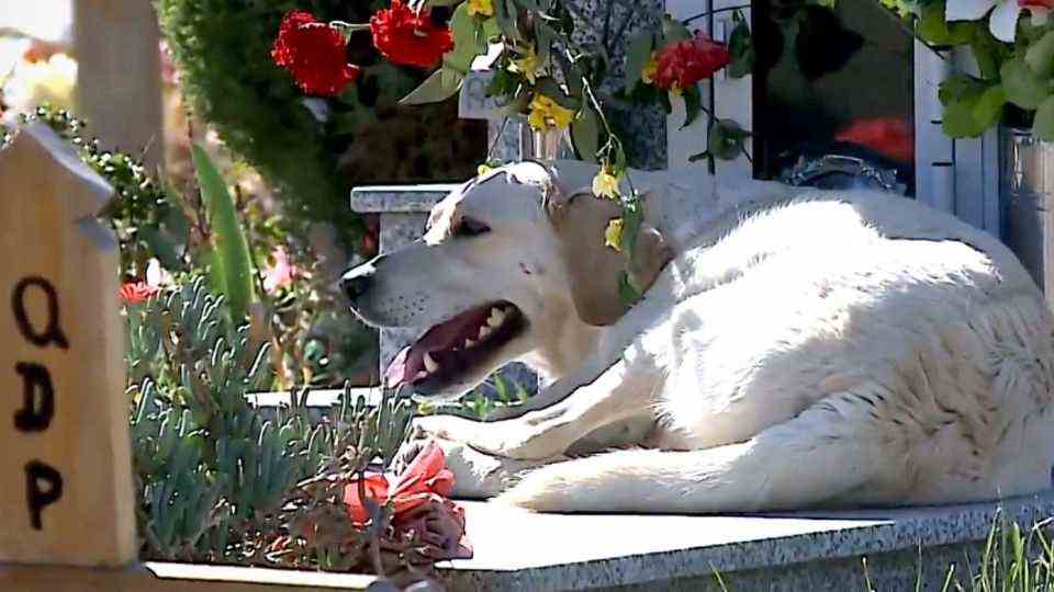 Bobby the dog has been coming to his master's grave every day for three years.