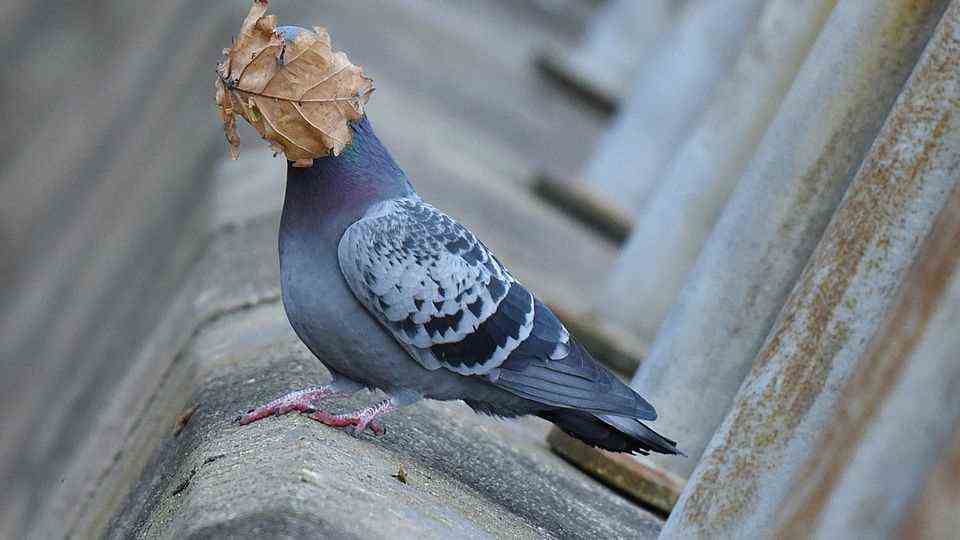 A pigeon literally has a beam in front of its head
