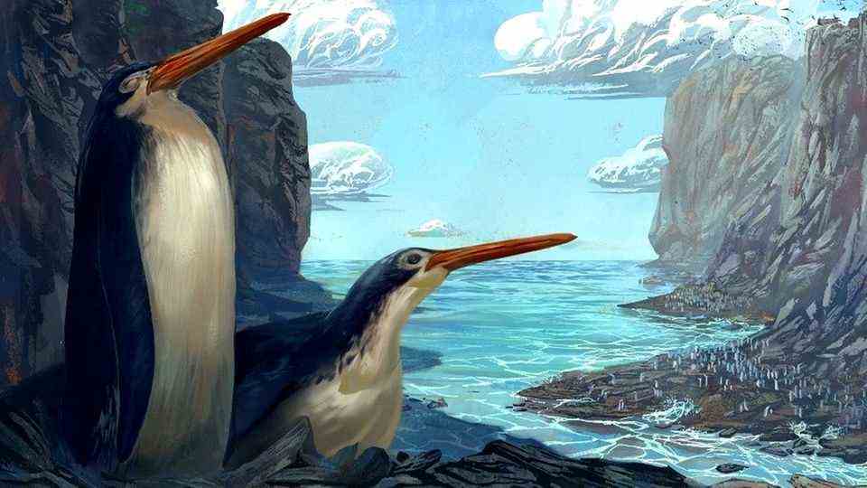 Students find giant penguin fossils