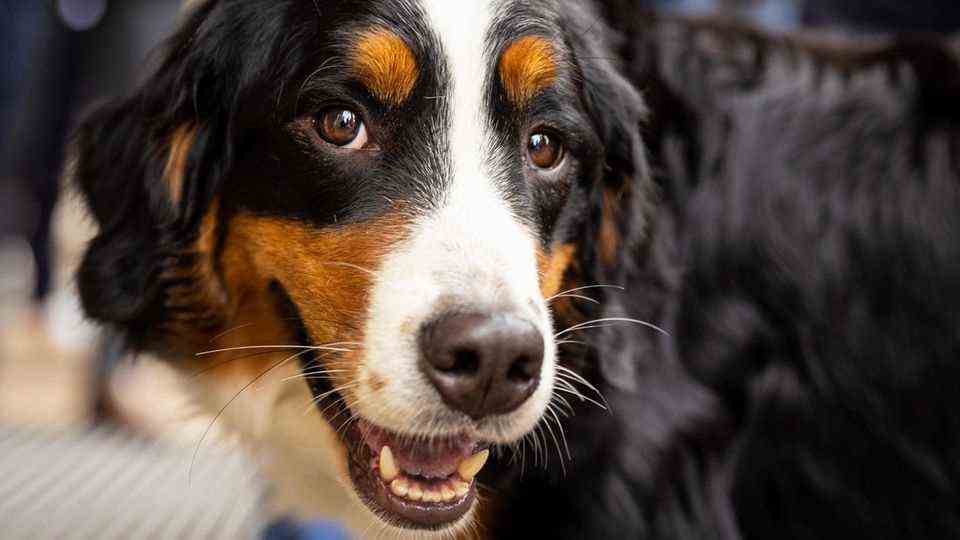 Dog sniffs out corona infection in Hanover (symbolic image of sniffer dog)