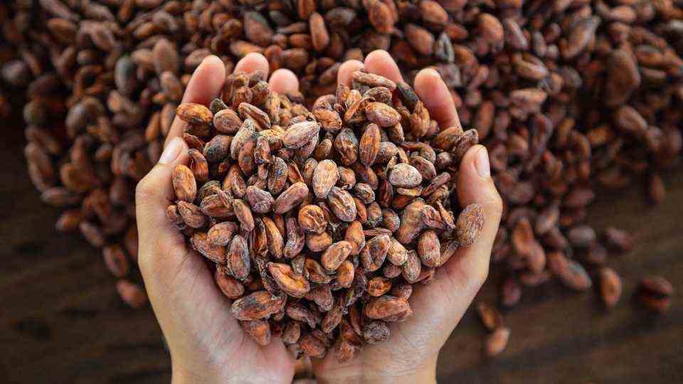 Sustainable production: Cocoa, which is also good for the producers: You should pay attention to this when buying chocolate