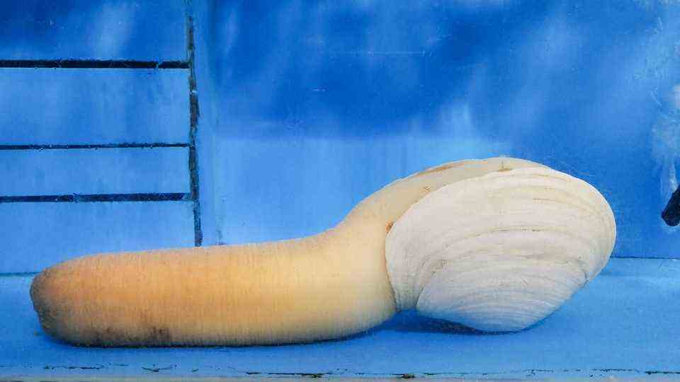Geoducks are traded as a delicacy