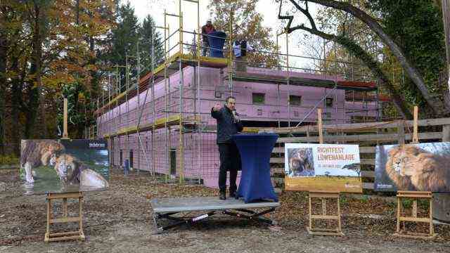 Hellabrunn Zoo: The conversion to a Geozoo continues: Zoo boss Rasem Baban at the topping-out ceremony for the new lion refuge in Hellabrunn.