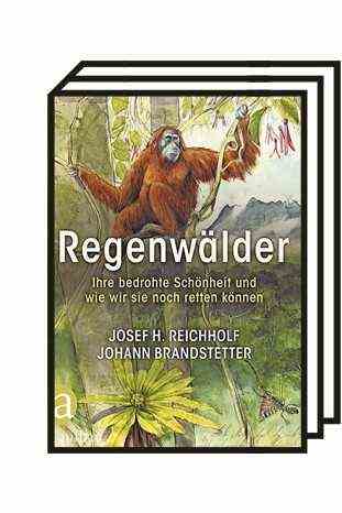 Josef H. Reichholf about "rainforests": Josef H. Reichholf: Rainforests.  Their threatened beauty and how we can still save them.  Illustrated by Johann Brandstätter.  Structure, Berlin 2021. 270 pages, 32 euros.