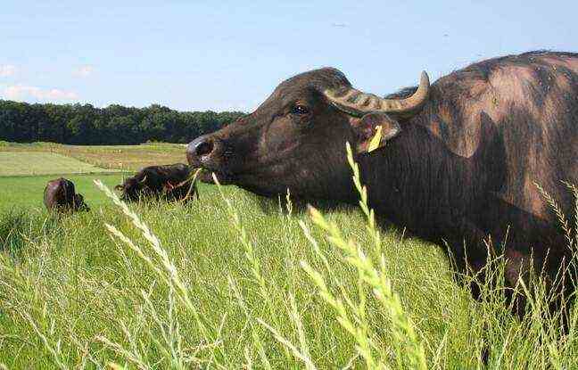 The Olivia buffalo, the first buffalo born in Alsace.  Uhrwiller, Domaine des Bufflonnes.