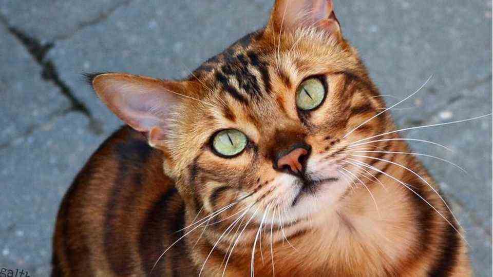 The most beautiful tomcat in the world?  This Instagram cat enchants his followers
