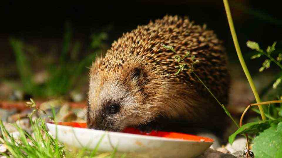A small bowl is sufficient as a feeding station for hedgehogs