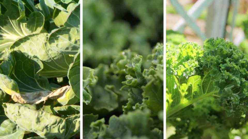 Plant winter vegetables yourself