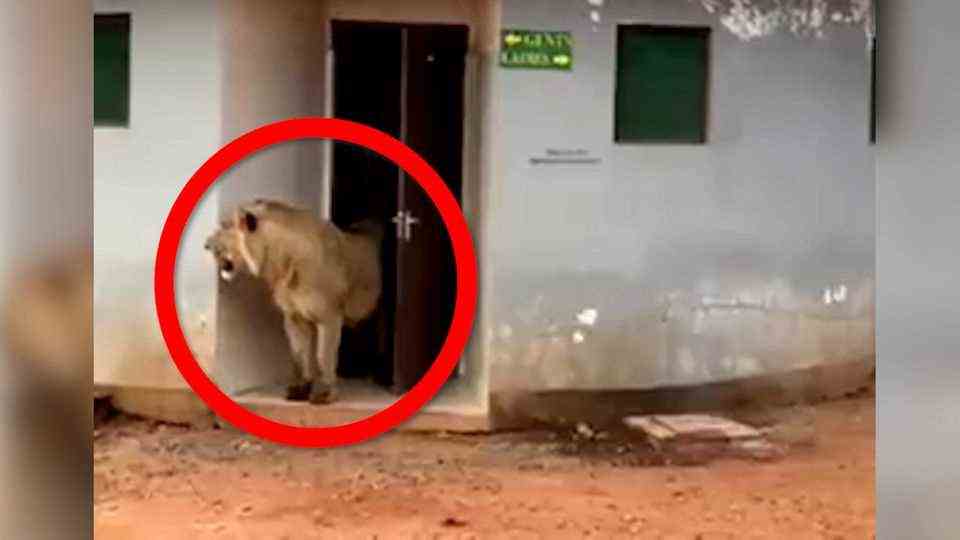 "The loo isn't always safe": Lion comes out of public toilet