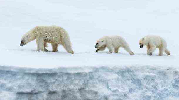 Polar bears on a glacier at the North Pole: Drama threatens not only for them.  (Source: imago images / imagebroker)