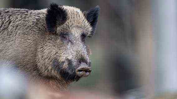 A wild boar in close-up © dpa-Bildfunk Photo: Lino Mirgeler / dpa