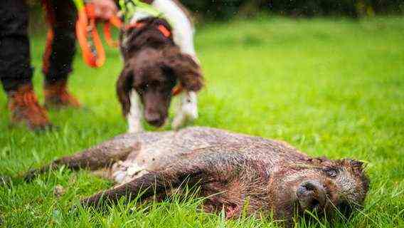 A dog smells a dead boar.  © dpa-Bildfunk Photo: Sina Schuldt