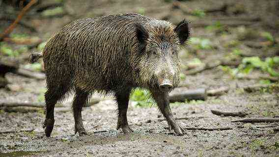 A wild boar runs on forest floor.  © dpa photo: Fredrik von Erichsen