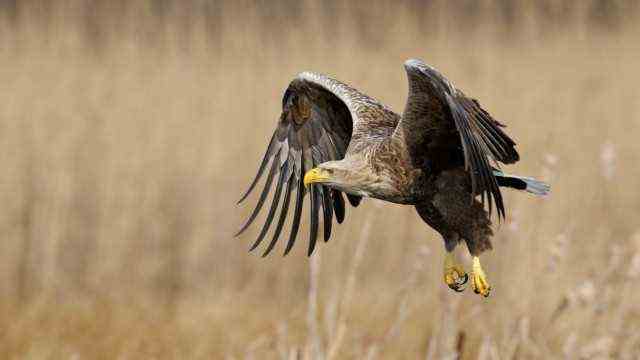 imposing bird of prey ... White-tailed eagle (Haliaeetus albicilla), largest native eagle in flapping flight over reeds, impressive
