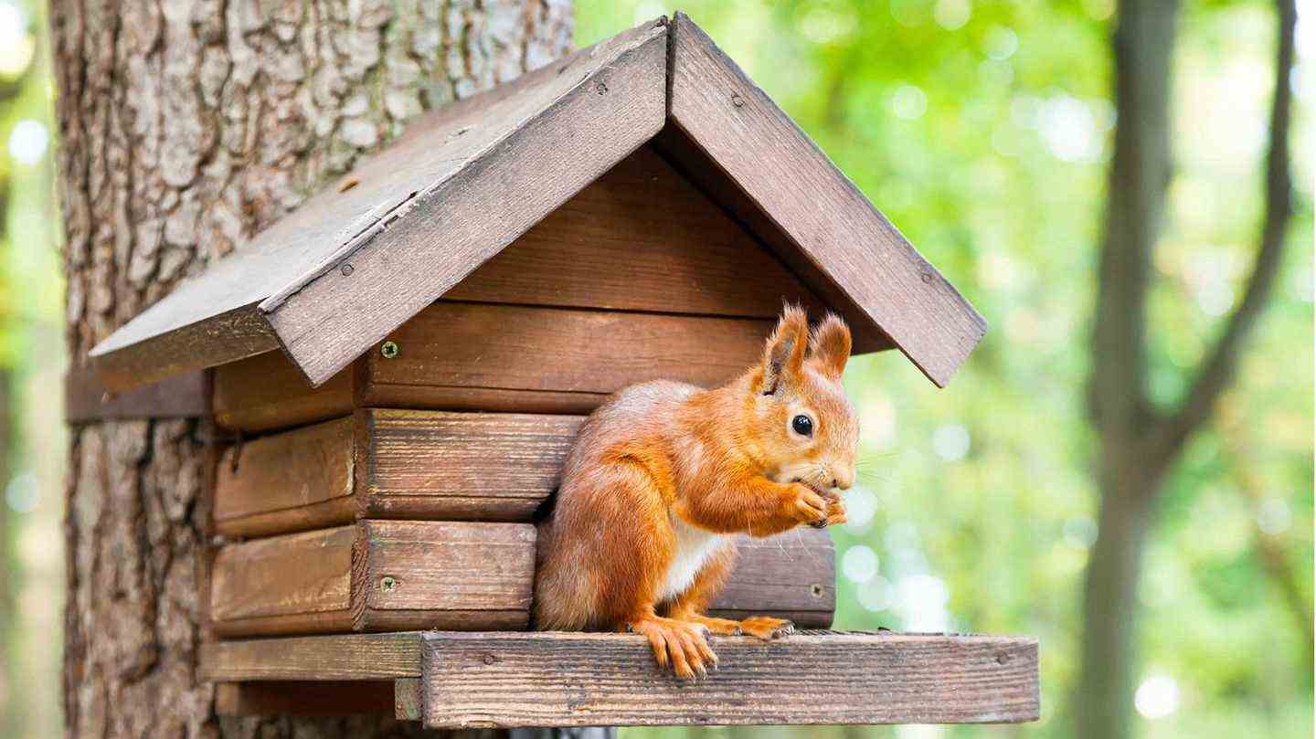 squirrel-bird-feeder-tips-for-optimal-feeding