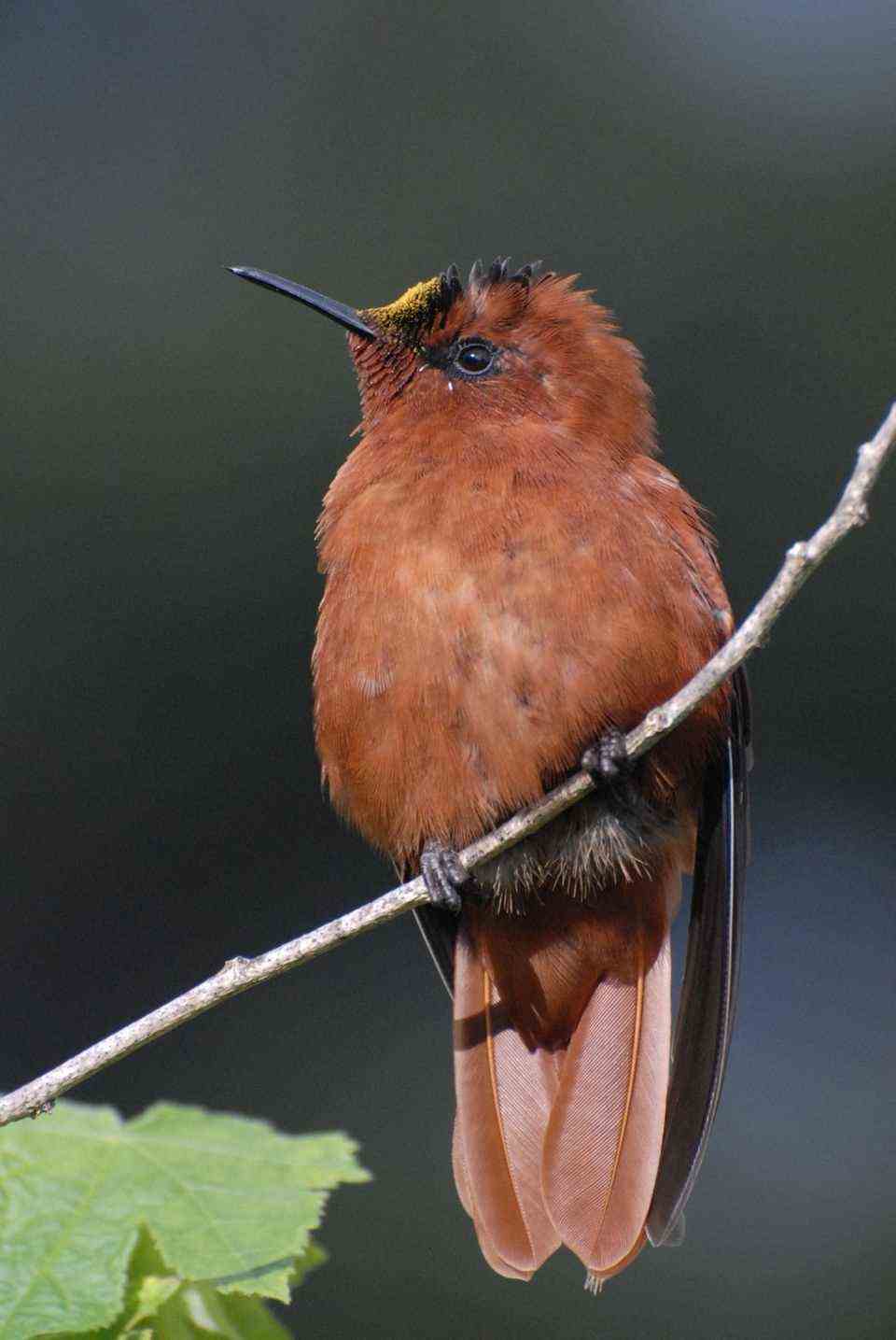 The Juan Fernandez hummingbird is critically endangered