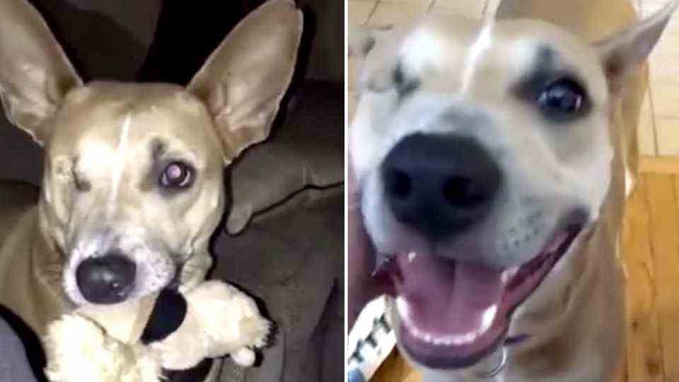 "It was love at first sight" - Unwanted one-eyed dog is finally adopted