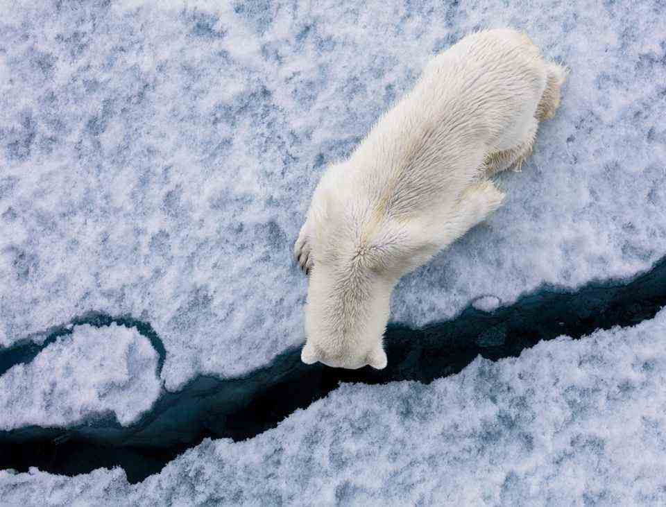 Is anyone down there?  This polar bear searches for food under the ice broken by the icebreaker