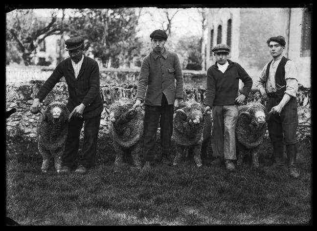 Shepherds and merinos from Rambouillet, at the beginning of the 20th century.