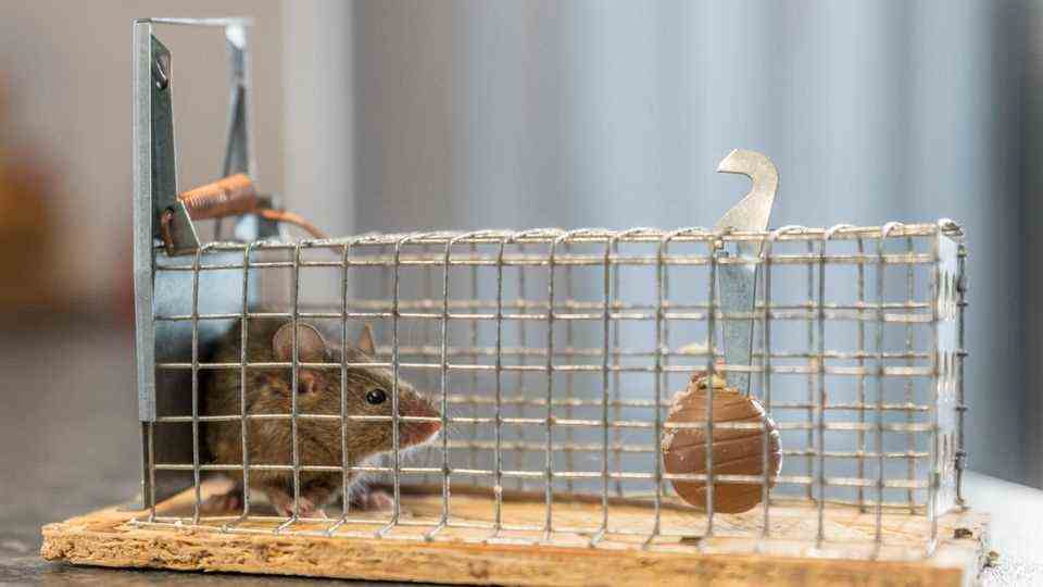Little mouse sits trapped in a trap