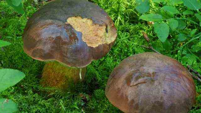 Bavarian Forest: Chestnuts are the most polluted edible mushrooms.