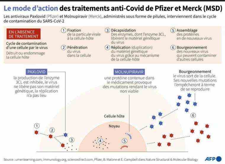 Description of the effects of Pfizer and Merck (MSD) Covid-19 treatments on the SARS-CoV-2 contamination cycle (AFP /)
