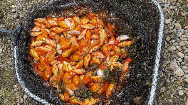 Endangered ecosystem: 1200 released goldfish were found in a pond and had to be fished.