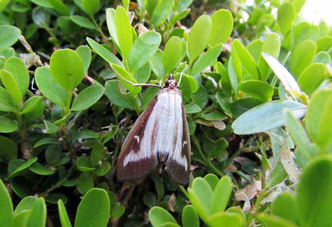 Wood moth