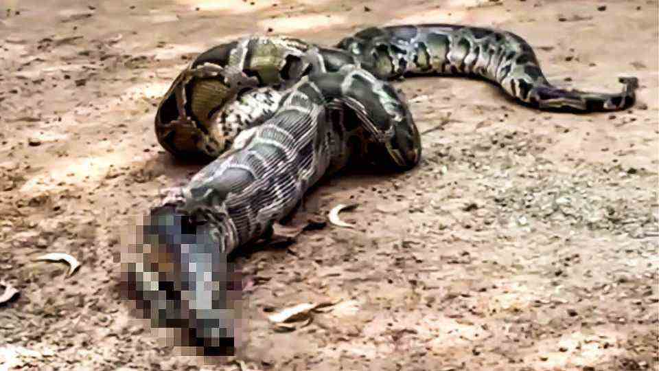 Python snake eats cat