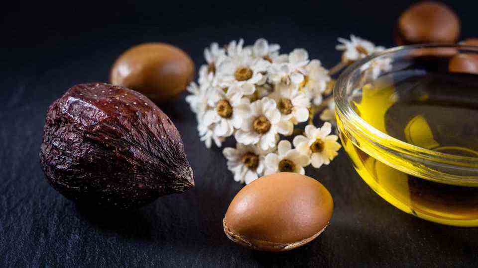 Argan oil is obtained from the fruits of the Moroccan argan tree