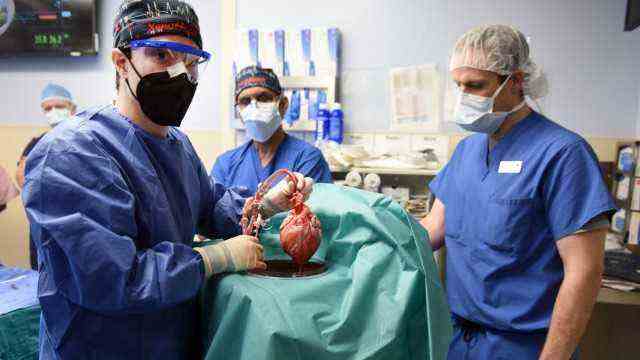 Transplant medicine: According to its own statements, a transplant team in the USA has connected a genetically modified pig heart to a human patient for the first time.