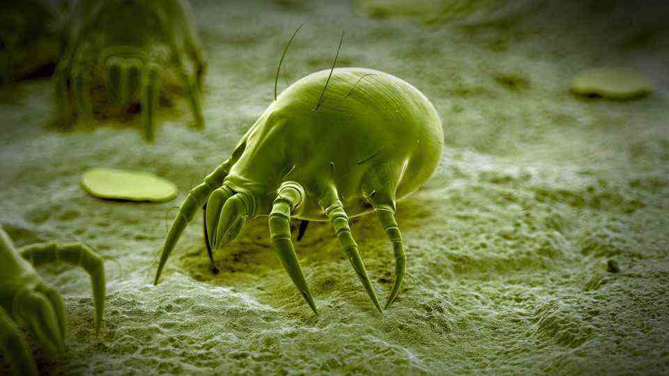Close up of a dust mite