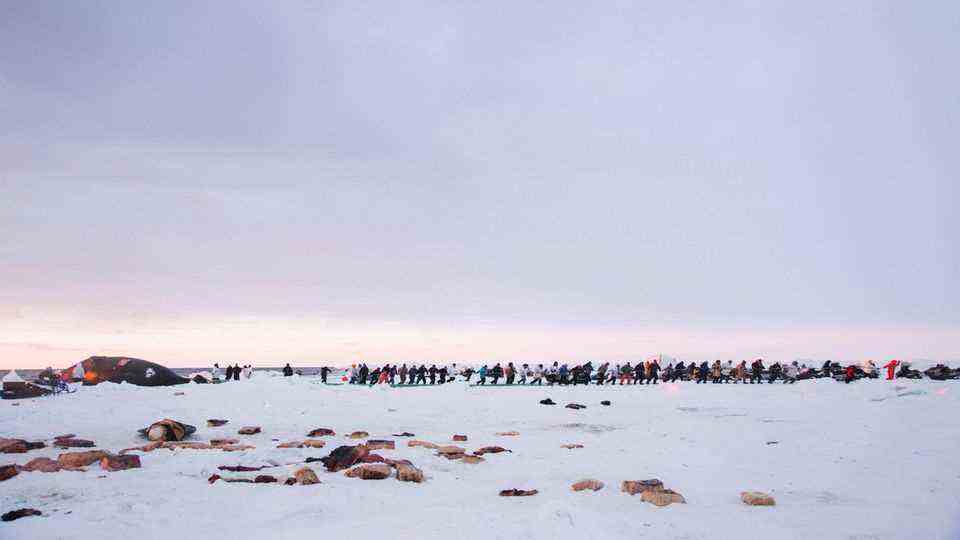 Utqiagvik residents pull a bowhead whale ashore