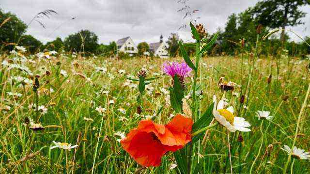 Agricultural policy: A flower strip on the edge of a field: The EU gives money for natural field work.